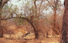 Can You Find The Hidden Animals In These 10 Photos