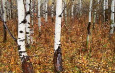 Can You Find The Hidden Animals In These 20 Wildlife Photos 22 Words