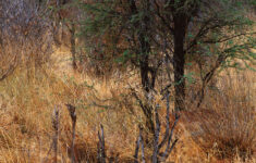 Photos For Hidden Animals That You Can t Spot Creatives Wall