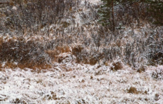 Photos For Hidden Animals That You Can t Spot Creatives Wall