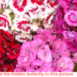 Picture Puzzle To Find Hidden Butterfly Brain S Yoga