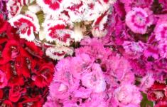 Picture Puzzle To Find Hidden Butterfly Brain s Yoga