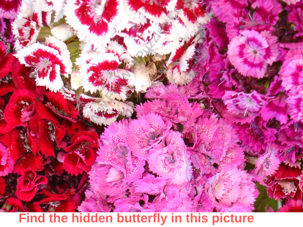 Picture Puzzle To Find Hidden Butterfly Brain s Yoga