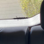 After Nearly A Full Year Of Owning It, I Finally Found The Lizard Within Hidden Pictures In Jeeps