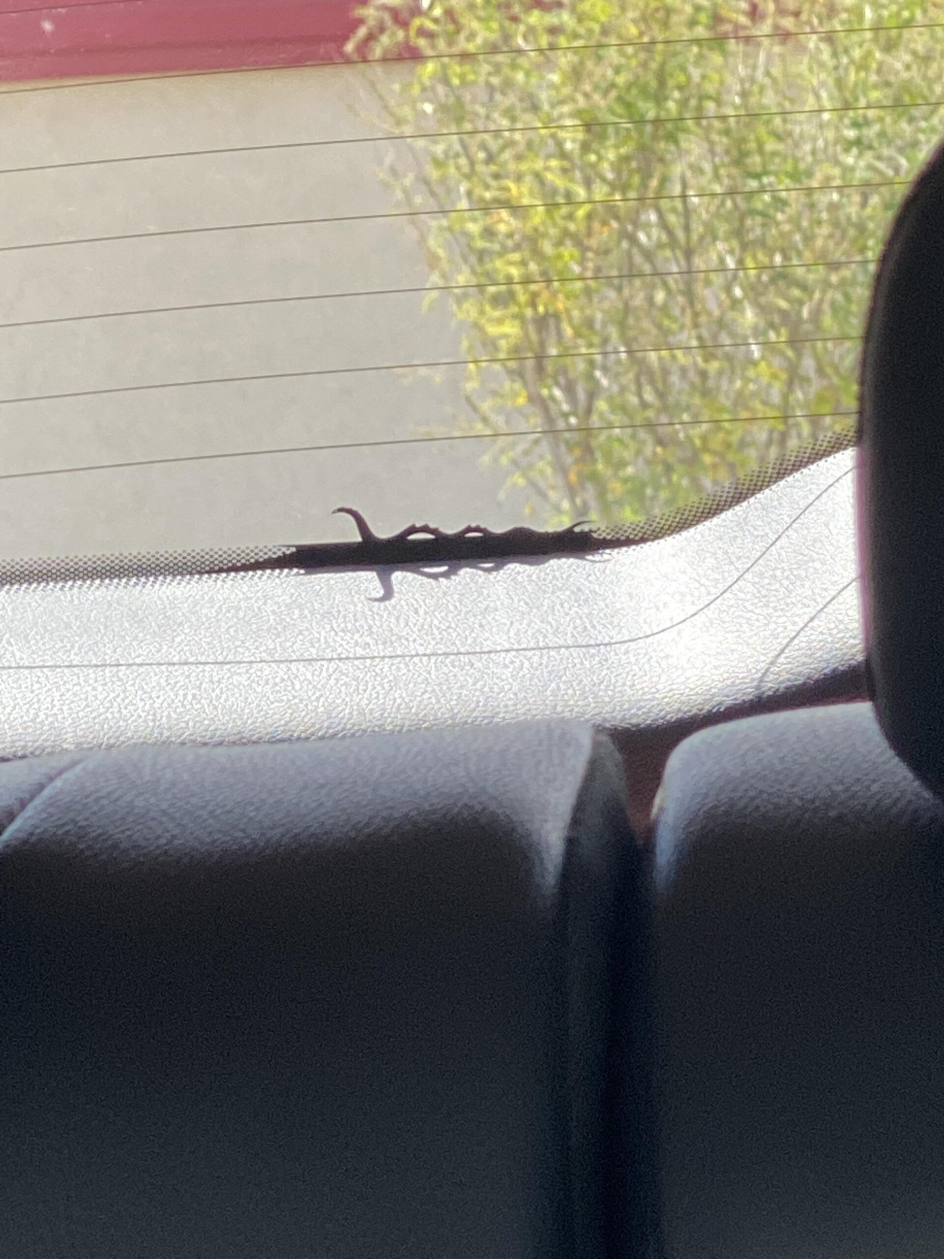 After Nearly A Full Year Of Owning It, I Finally Found The Lizard within Hidden Pictures In Jeeps