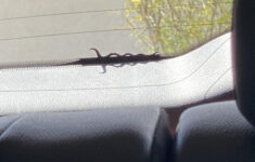 After Nearly A Full Year Of Owning It, I Finally Found The Lizard within Hidden Pictures On Jeeps