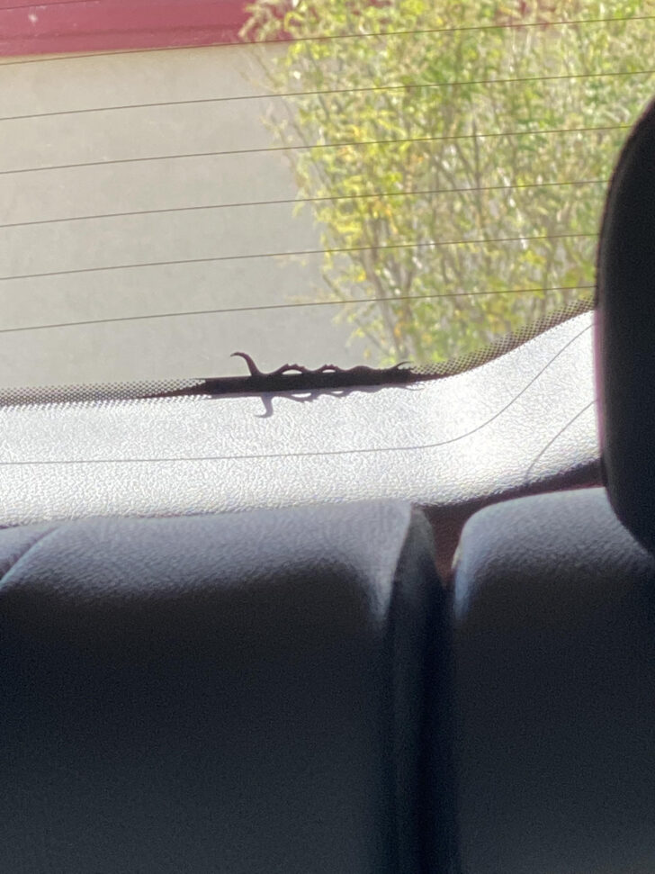 Hidden Pictures on Jeeps