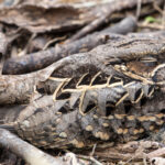 Camouflaged Animals Are Hiding In Every One Of These Photos — Can With Regard To Hidden Pictures Of Animals