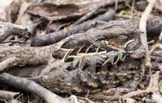 Camouflaged Animals Are Hiding In Every One Of These Photos — Can with regard to Hidden Pictures of Animals