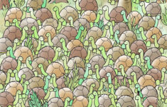 Can You Find A Snake Among The Tortoises? intended for Dudolf Hidden Pictures With Answers