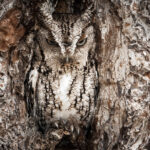 Can You Spot The Animals Hidden In These Photos? | National Geographic Pertaining To Hidden Pictures Of Animals