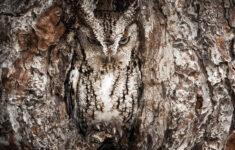 Can You Spot The Animals Hidden In These Photos? | National Geographic pertaining to Hidden Pictures of Animals