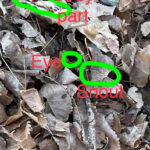Can You Spot The Animals Hidden In These Photos?   The Dodo For Very Hard Hidden Pictures