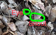 Can You Spot The Animals Hidden In These Photos? - The Dodo for Very Hard Hidden Pictures