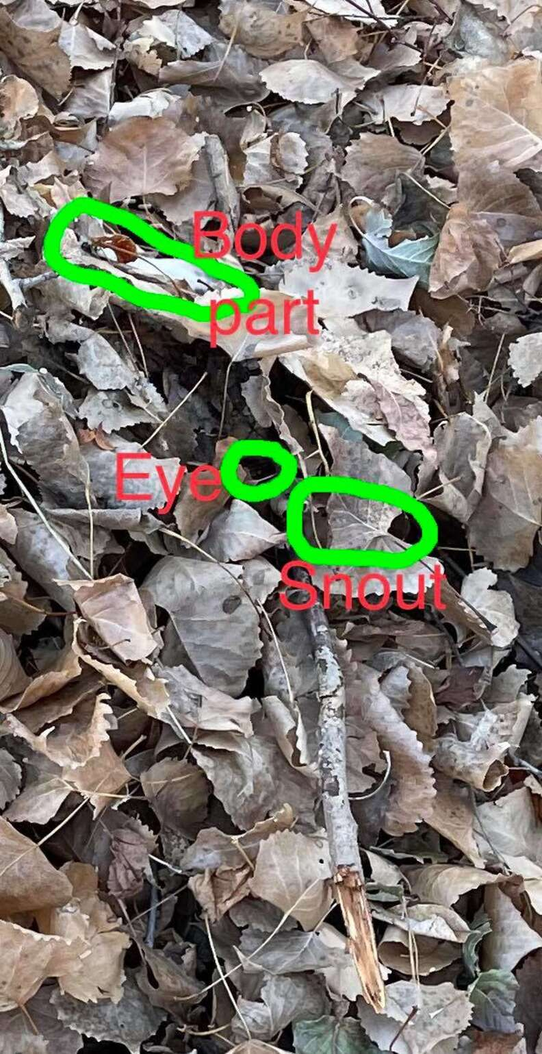 Can You Spot The Animals Hidden In These Photos? - The Dodo for Very Hard Hidden Pictures