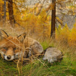Can You Spot These Hidden Animals? | National Geographic Intended For Hidden Pictures Of Animals