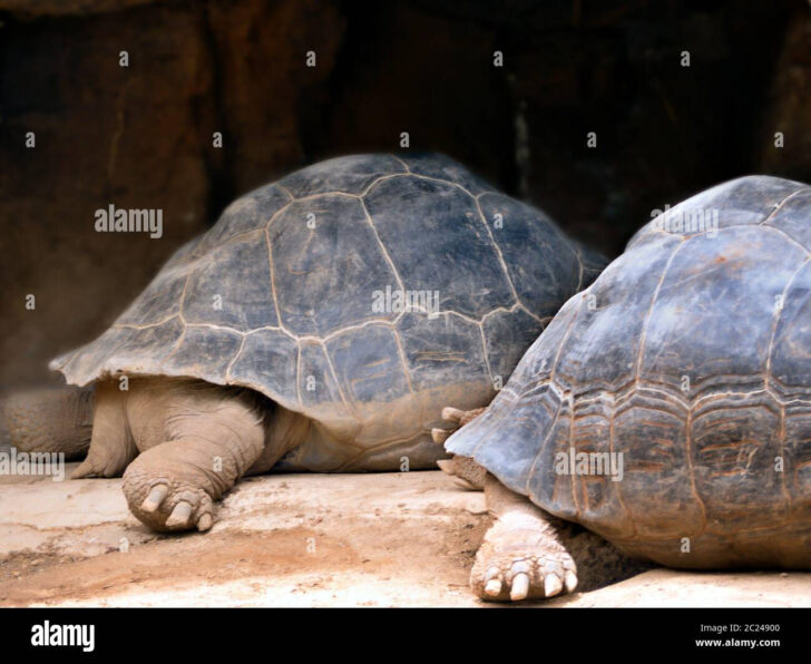 Hind and Found Pictures For Higher Level
