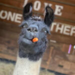 Creating An Enriching Life For Llamas   The Open Sanctuary Project With Regard To Hidden Pictures Lots Of Llamas Answers