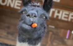 Creating An Enriching Life For Llamas - The Open Sanctuary Project with regard to Hidden Pictures Lots of Llamas Answers