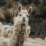 Five Facts You Might Not Have Known About Llamas — Acanela Expeditions For Hidden Pictures Lots Of Llamas Answers