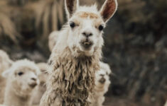 Five Facts You Might Not Have Known About Llamas — Acanela Expeditions for Hidden Pictures Lots Of Llamas Answers