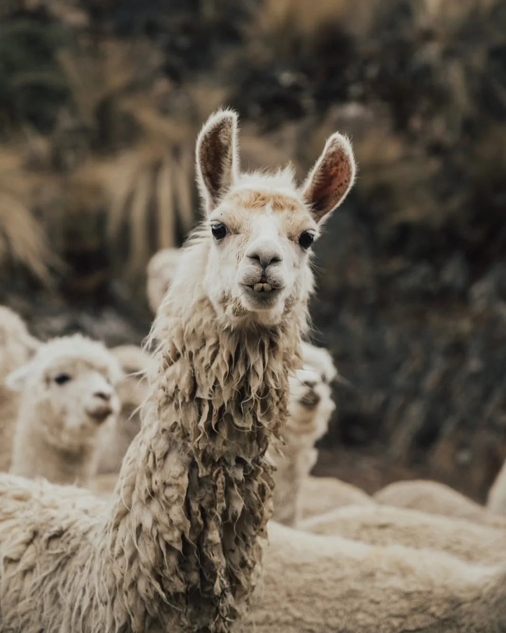 Five Facts You Might Not Have Known About Llamas — Acanela Expeditions for Hidden Pictures Lots Of Llamas Answers