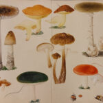 Hidden Treasures: Revisiting The Fungi Paintings Of Sarah Dickson With Regard To Highlights Hidden Pictures Archive