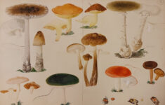 Hidden Treasures: Revisiting The Fungi Paintings Of Sarah Dickson with regard to Highlights Hidden Pictures Archive