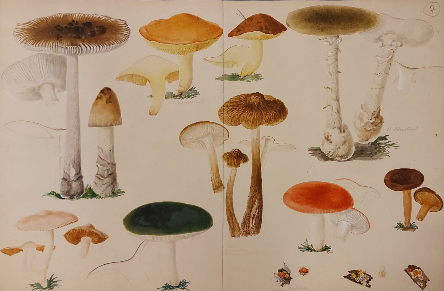 Hidden Treasures: Revisiting The Fungi Paintings Of Sarah Dickson with regard to Highlights Hidden Pictures Archive