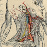 Illustrators Are The Hidden Heroes Of Medicine For Medical Hidden Picture