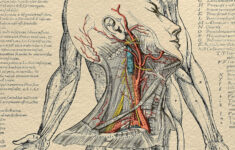 Illustrators Are The Hidden Heroes Of Medicine for Medical Hidden Picture