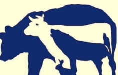 Interesting Stem On X: "A Classic Brain Teaser. How Many Animals throughout Hidden Pictures Lots of Llamas Answers