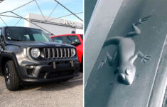 Jeep Easter Egg Animals: Jeep Owners Stunned Over Hidden Detail On within Hidden Pictures In Jeeps