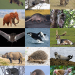 Mammal   Wikipedia Within Hind And Found Pictures For Higher Level