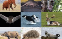 Mammal - Wikipedia within Hind and Found Pictures For Higher Level