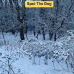 Only 1 Out Of 1000 Visually Sharp People Can Spot The Dog In Snow Intended For Hidden Pictures It Snowing