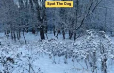 Only 1 Out Of 1000 Visually Sharp People Can Spot The Dog In Snow intended for Hidden Pictures It Snowing