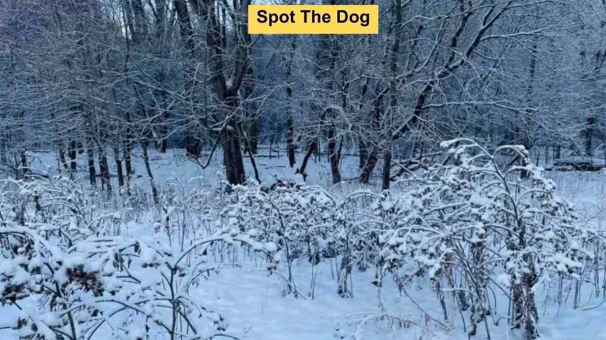 Only 1 Out Of 1000 Visually Sharp People Can Spot The Dog In Snow intended for Hidden Pictures It Snowing