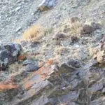 Optical Illusion: Finding A Cat In This Image Is Super Hard! Can Throughout Very Hard Hidden Pictures