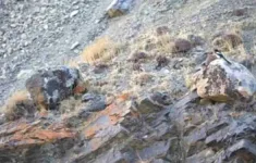 Optical Illusion: Finding A Cat In This Image Is Super Hard! Can throughout Very Hard Hidden Pictures