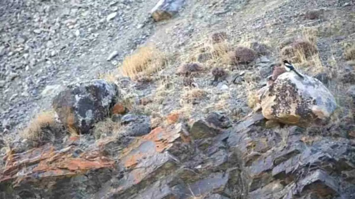 Optical Illusion: Finding A Cat In This Image Is Super Hard! Can throughout Very Hard Hidden Pictures