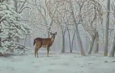 Optical Illusion Iq Test: Only 1% With Sharp Focus Can Spot The in Hidden Pictures First Day of Winter Answer Key