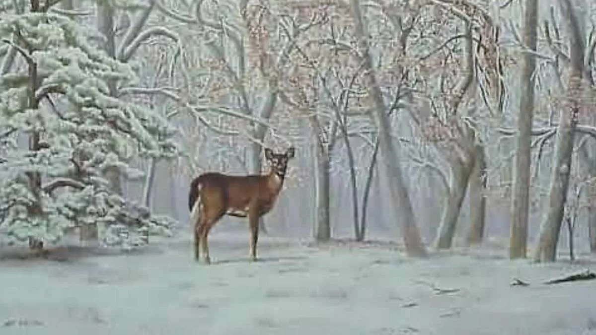 Optical Illusion Iq Test: Only 1% With Sharp Focus Can Spot The intended for Optical Illusions Hidden Pictures