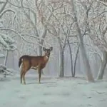 Optical Illusion Iq Test: Only 1% With Sharp Focus Can Spot The Intended For Optical Illusions Pictures Hidden Pictures