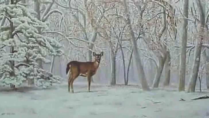 Optical Illusion Hidden Pictures