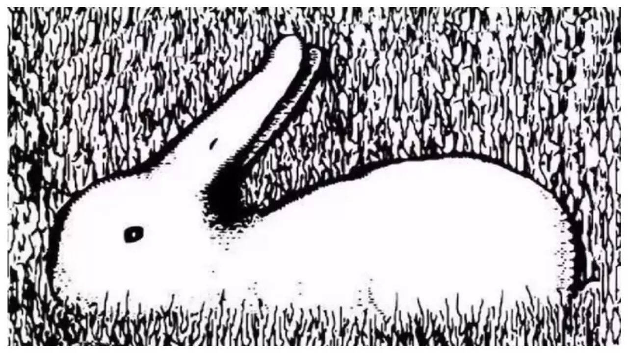 Optical Illusions: Duck Or Rabbit? The Animal You See First Can regarding Hidden Pictures Puzzles Ducks &amp;amp; Bunnies