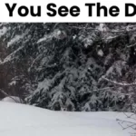 You Have The Sharpest 4K Vision If You Can Spot The Dog In This Regarding Hidden Pictures Snowy Feast