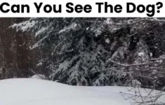 You Have The Sharpest 4K Vision If You Can Spot The Dog In This regarding Hidden Pictures Snowy Feast